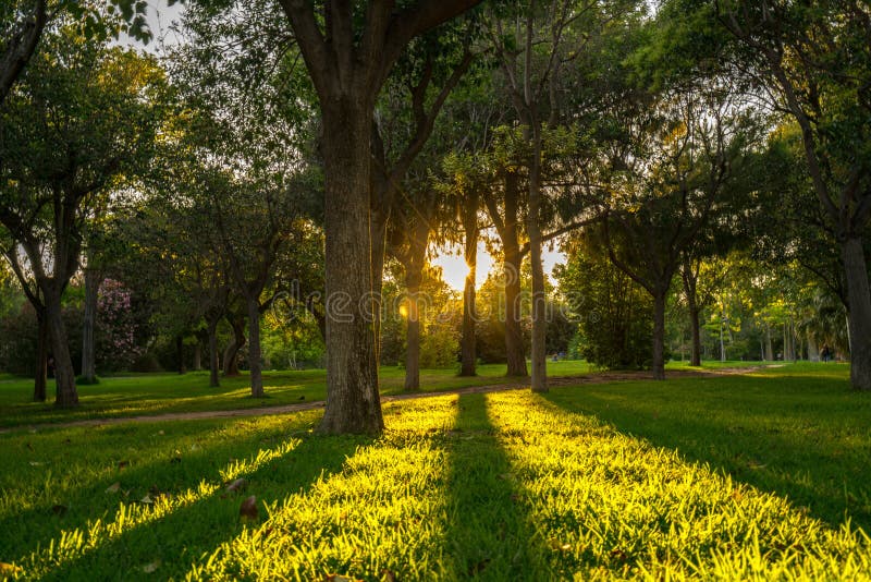 Light breaking through the leaf of the tree and long shadows during the sunset in the park of Turia. Valencia. royalty free stock photos Light breaking through the leaf of the tree and long shadows during the sunset in the park of Turia. Valencia. royalty free stock photos