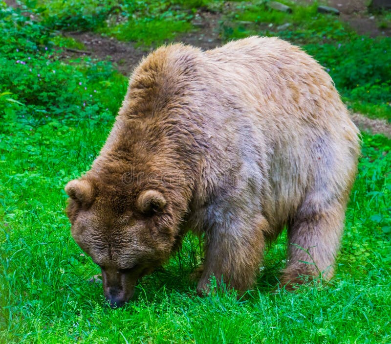 Light brown bear grazing in a pasture of the forest, omnivorous mammals stock photos Light brown bear grazing in a pasture of the forest, omnivorous mammals stock photos