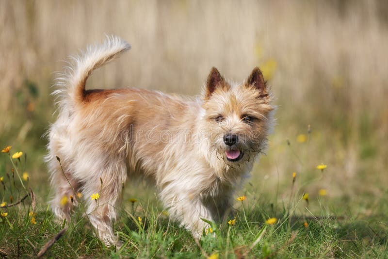purebred cairn terrier