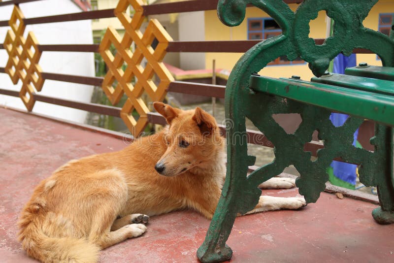 132 Sikkim Animals Stock Photos - Free & Royalty-Free Stock Photos from Dreamstime 132 Sikkim Animals Stock Photos - Free & Royalty-Free Stock Photos from Dreamstime