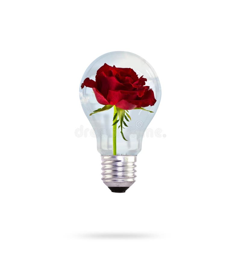 Light bulb with beautiful rose flower.