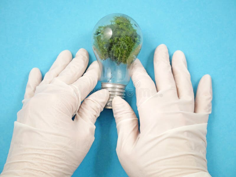 Light Bulb with Greem Plant Inside, Green Energy Concept Stock Image Image of green, earth