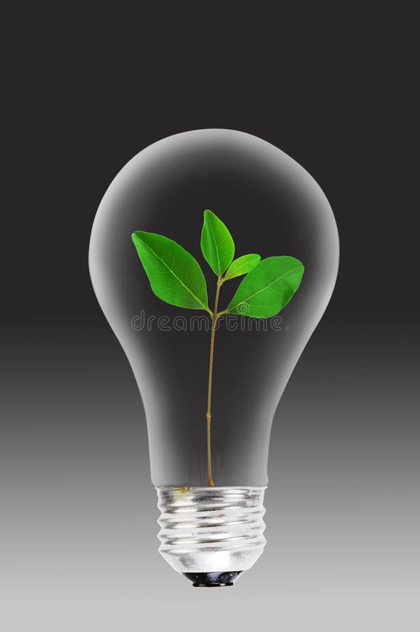 Light bulb and green plant stock photo. Image of electrical 16962716