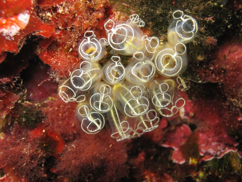 Light-bulb sea squirt Clavelina lepadiformis royalty free stock images Light-bulb sea squirt Clavelina lepadiformis royalty free stock images