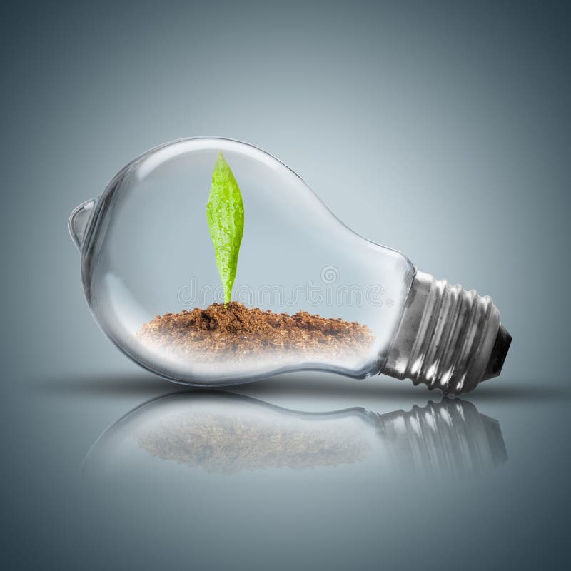 Plant Growing with Water Inside the Light Bulb Stock Photo Image of