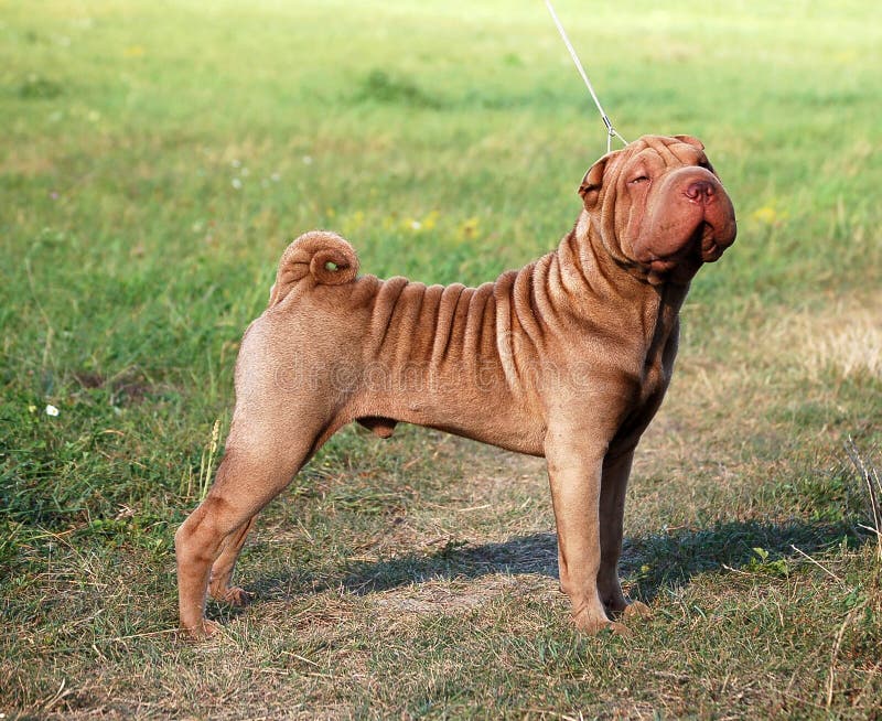 apricot dilute shar pei