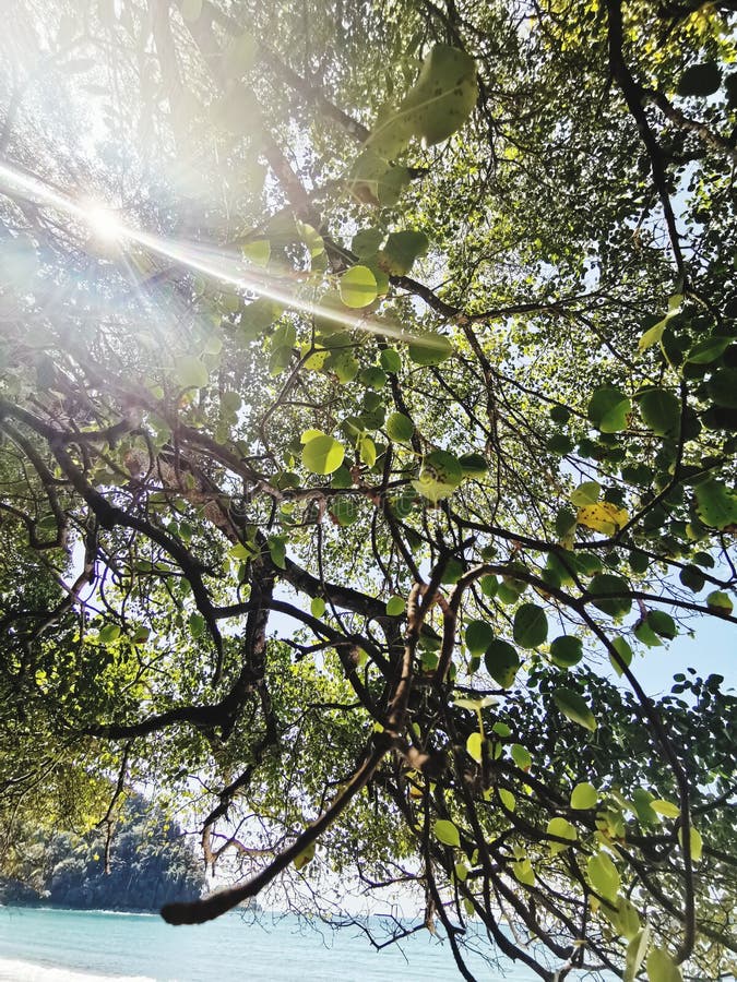 Light coming through trees stock image. Image of costarica 155071055