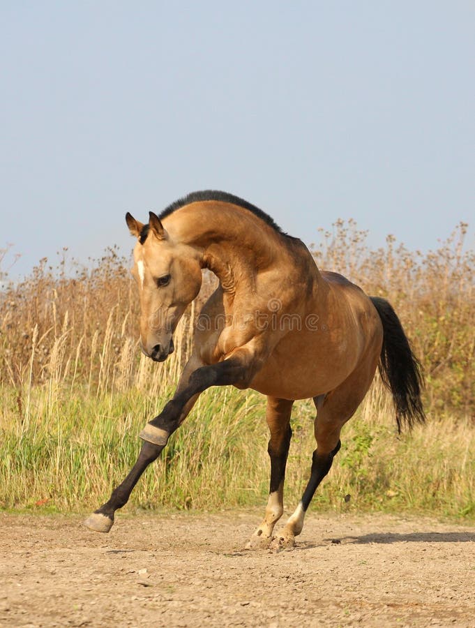 Light-dun akhalteke horse