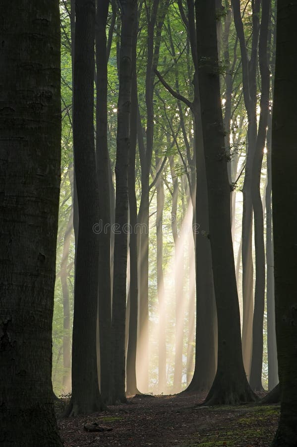 Light at the end of tunnel. Sun beam in a mist visible through the tunnel formed by tree trunks; photographed early autumn morning. I would love to see my photo Light at the end of tunnel. Sun beam in a mist visible through the tunnel formed by tree trunks; photographed early autumn morning. I would love to see my photo