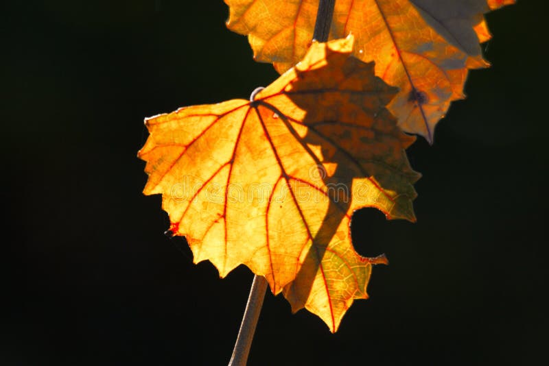 Sluneční světlo svítí jasně přes orange tree listy odlévání stíny a unikátní detail na fotografii.