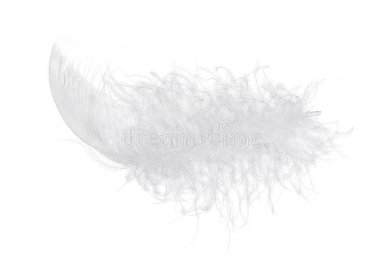 Light fluffy feather isolated on white background.