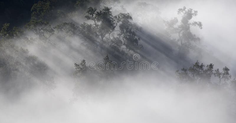 Travi da luce del sole attraverso nebbia foresta 