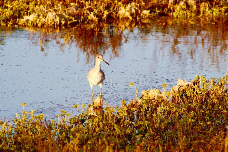 Light Footed Clapper Rail Bird Bolsa Chica Wetlands California royalty free stock photo Light Footed Clapper Rail Bird Bolsa Chica Wetlands California royalty free stock photo