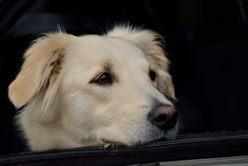 Docile Golden Retriever Dog Sitting Stock Photo - Image of ... Docile Golden Retriever Dog Sitting Stock Photo - Image of ...