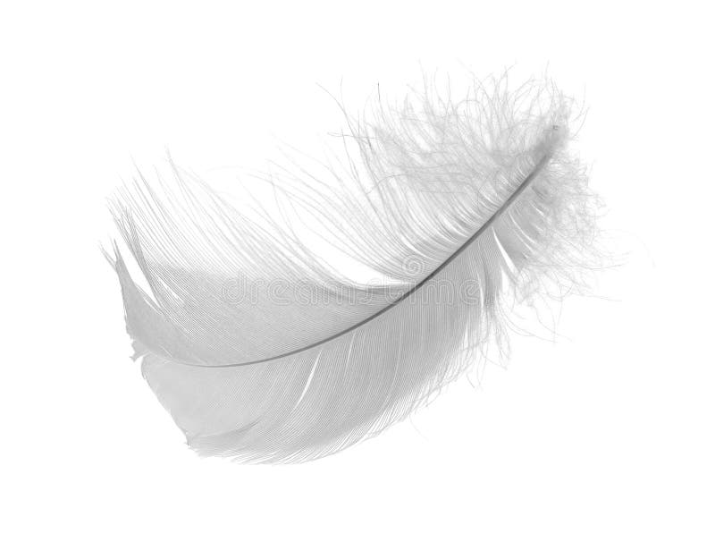 Light gray chicken feather