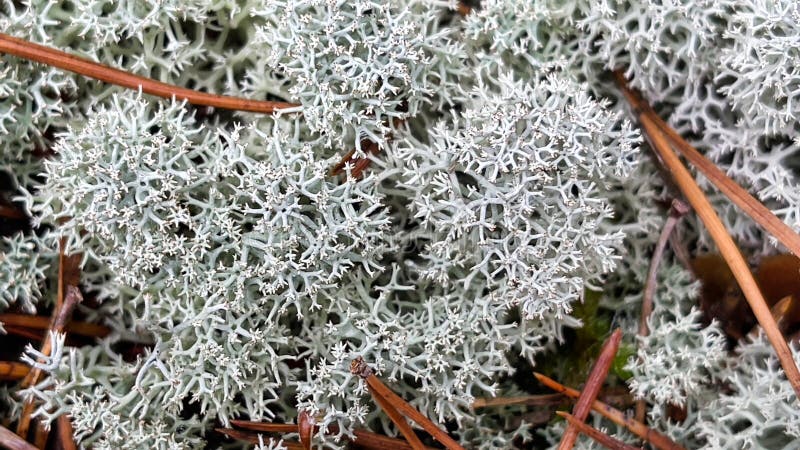 Gray moss on a tree branch stock image. Image of allegory - 158104937