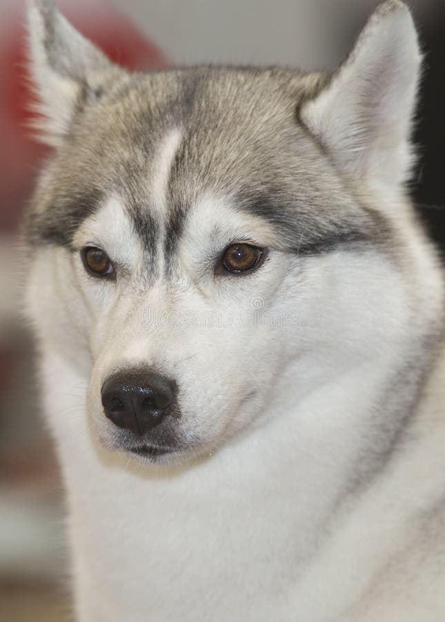 Light Gray and White Siberian Husky Stock Image Image of breed, coat 261863233