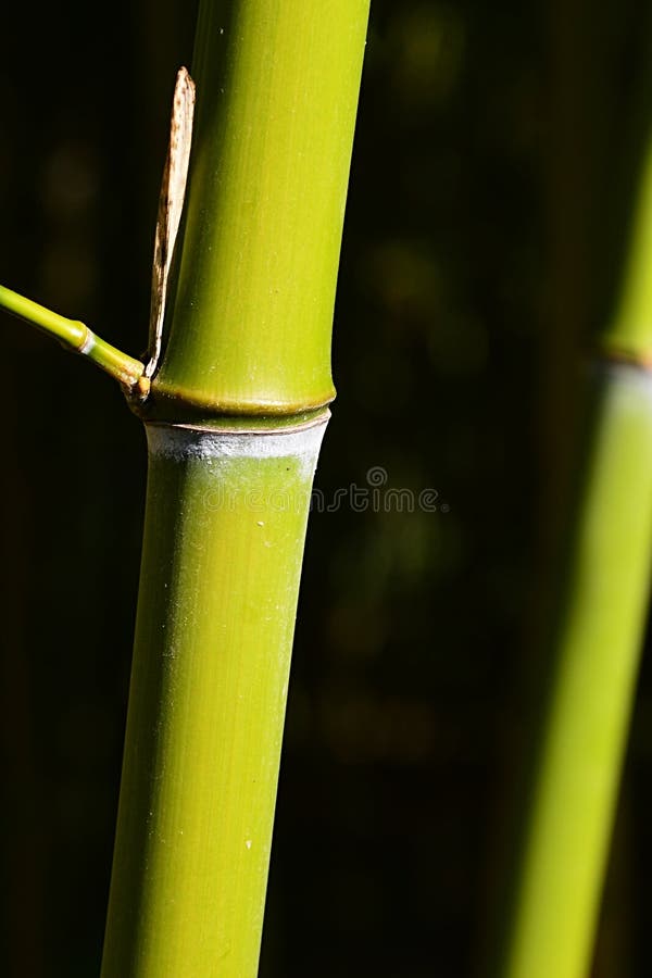 Light Green Bamboo Stalks with Side Branch Node Growing from Node of
