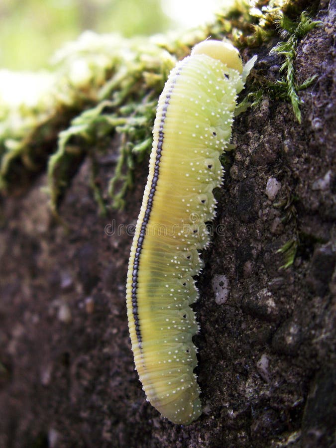 Light-green caterpillar stock photo. Image of bright - 18265790