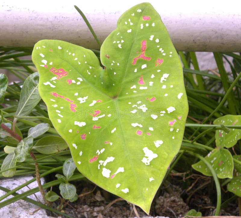 Caladium tricolor Elephant ear plant 
