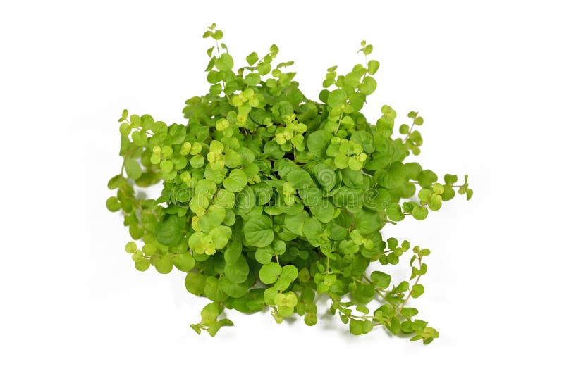 Golden Creeping Jenny plant with botanic name `Lysimachia Nummularia Aurea` garden plant on white background