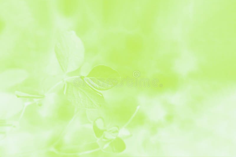 Light Green Gradient Abstract Background with Leaves Pattern Stock ...