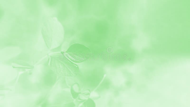 Light Green Gradient Abstract Background with Leaves Pattern, 16:9 ...