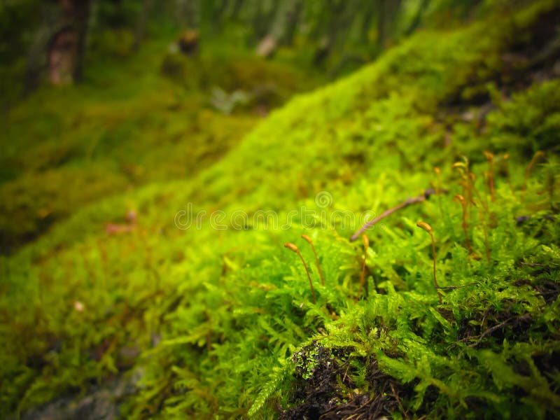 Light green moss carpet stock image. Image of mosses 125580419