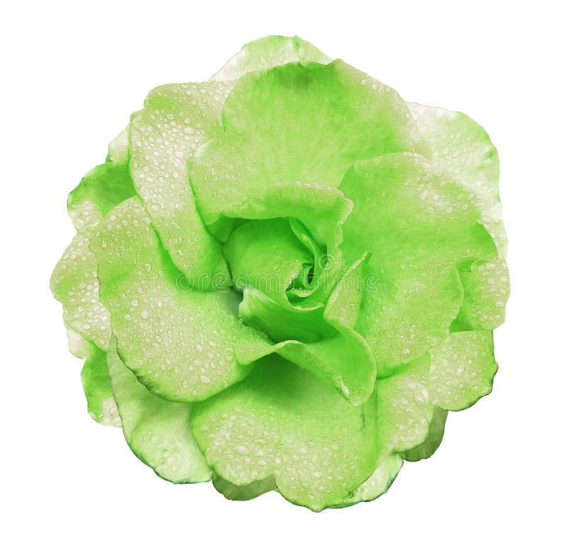 Light Green Rose Flower on a White Isolated Background with Clipping Path  No Shadows. Rose with Drops of Water on the Petals Stock Photo - Image of  freshness, isolated: 101209252