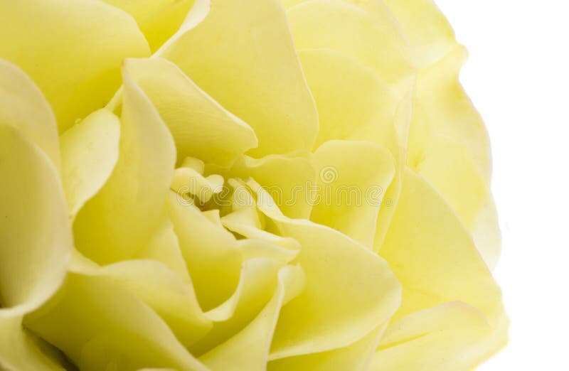 Light green rose isolated stock image. Image of garden 260651751