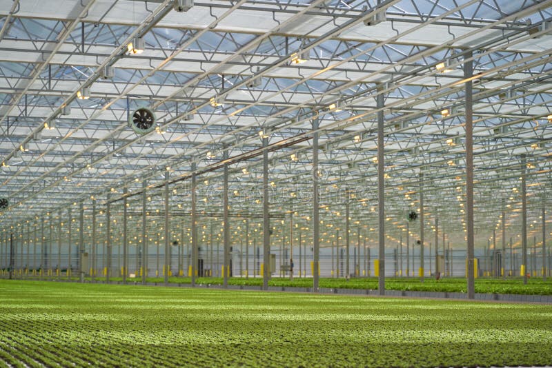Light Greenhouse with Young Sprouts of Greenery. Stock Image Image of garden, business 190784495