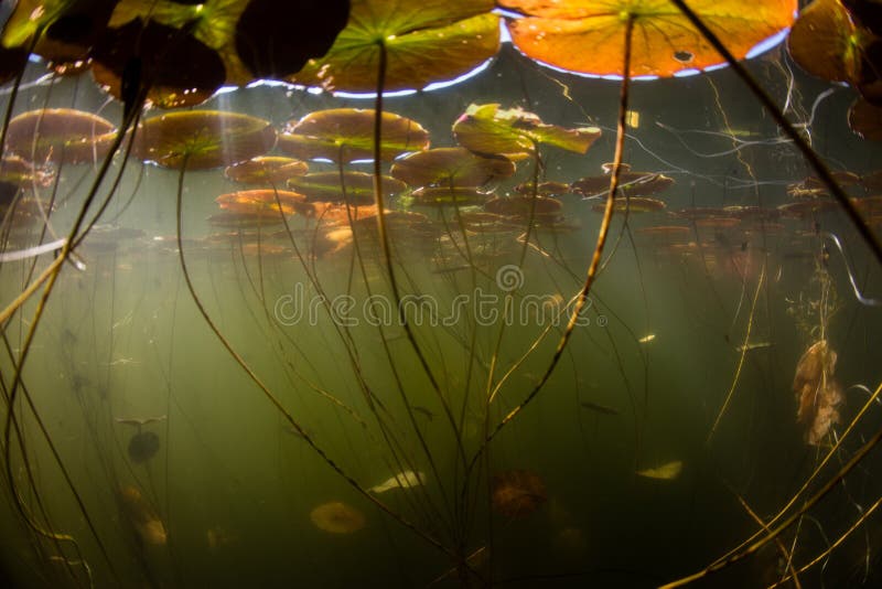 584 Underwater Pond Photos Free Royalty Free Stock Photos From Dreamstime 584 Underwater Pond Photos Free Royalty Free Stock Photos From Dreamstime