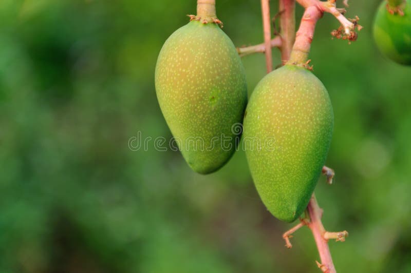Light Mango Mango Orchards Stock Photos Free & RoyaltyFree Stock