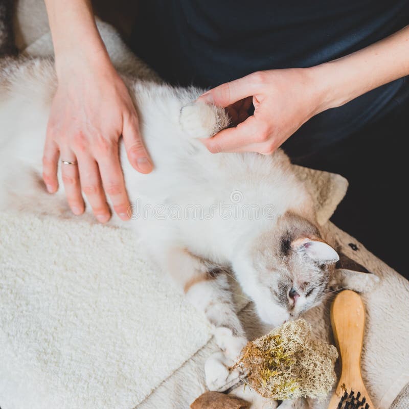 Stroking the Cat`s Body with the Palm of Your Hand. Massage Technique