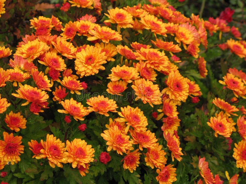 Light Orange Chrysanthemums Stock Photo Image of autumn, flowerbed