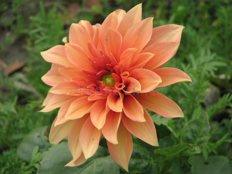 Light Orange Flower in Bloom Stock Photo Image of leaves, decorative