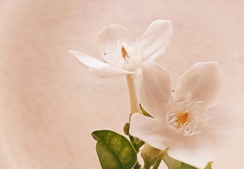 Light Orange Flowers, Beautiful, Sweet, Bright, with a Light Orange