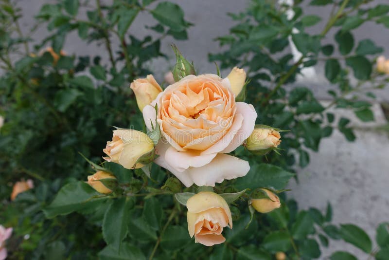 Light Orange Flowers of Rose Stock Image Image of bloom