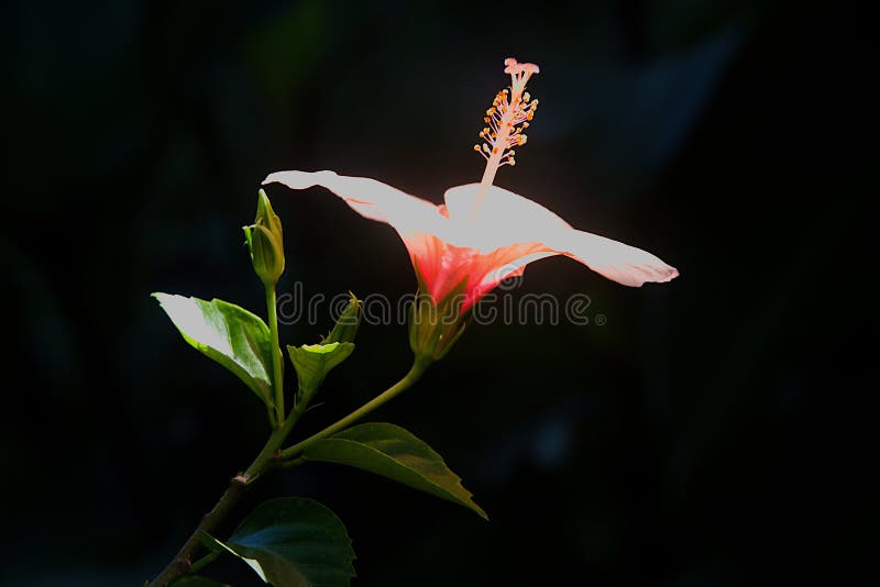 Light Orange Hibiscus Flower and Bud Stock Image Image of horizontal