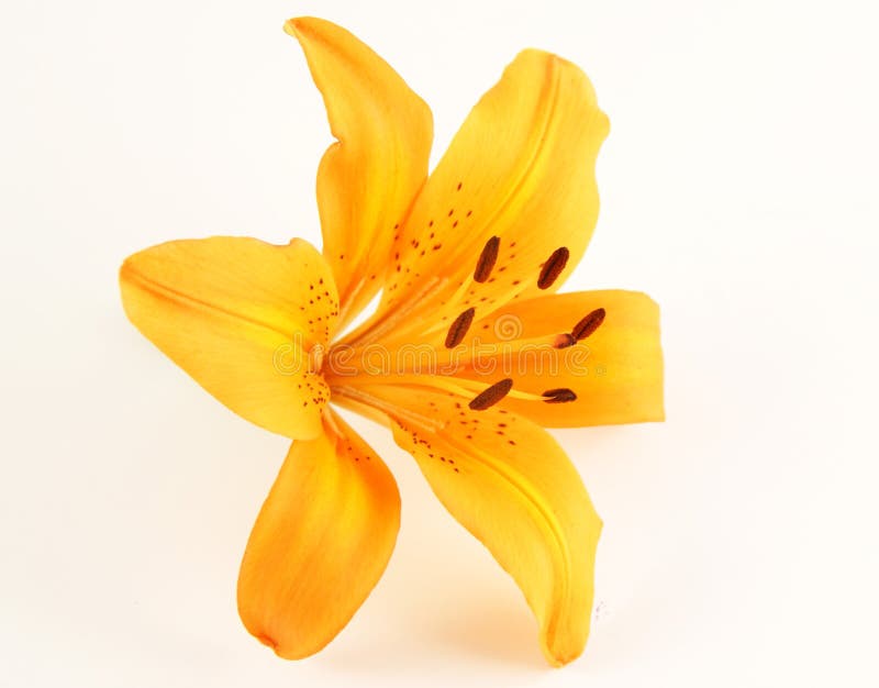 Light orange lily flower stock photo. Image of contrasts 2650258