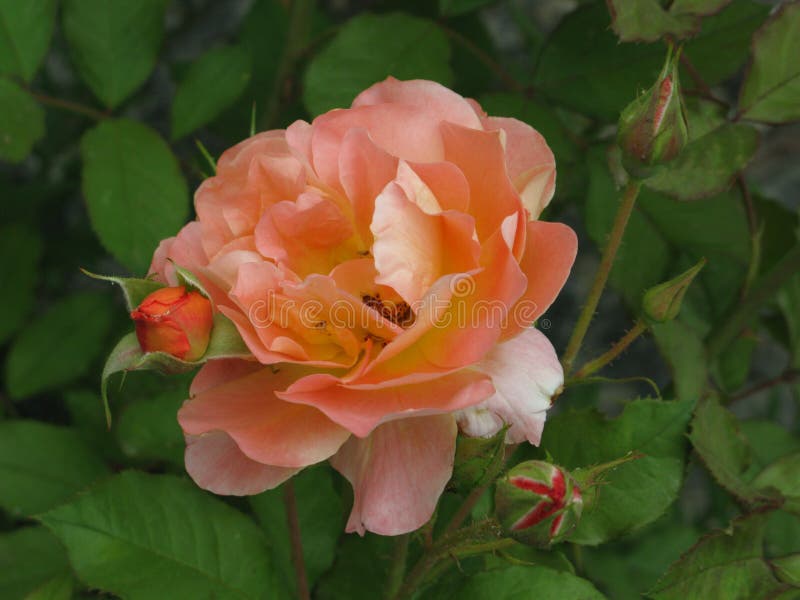 Light Orange Chrysanthemums Stock Photo Image of autumn, flowerbed