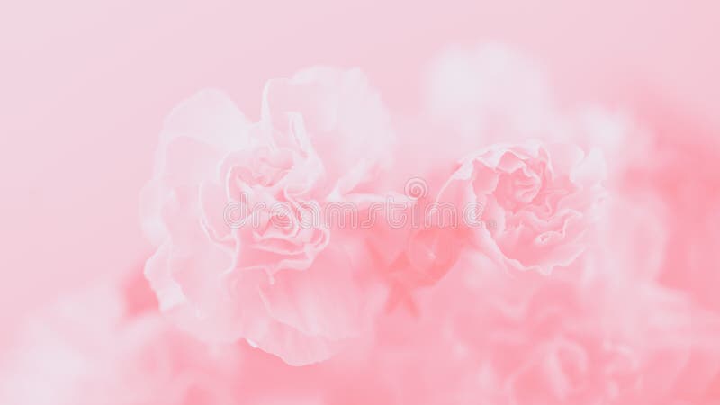 Với những bông hoa cẩm chướng màu hồng nhạt được miêu tả trong định dạng quang cảnh 16:9, bạn sẽ tạo nên một không gian mơ màng và tinh tế. Hình ảnh nhẹ nhàng và tươi tắn sẽ khiến bạn cảm thấy yên bình và thư thái.