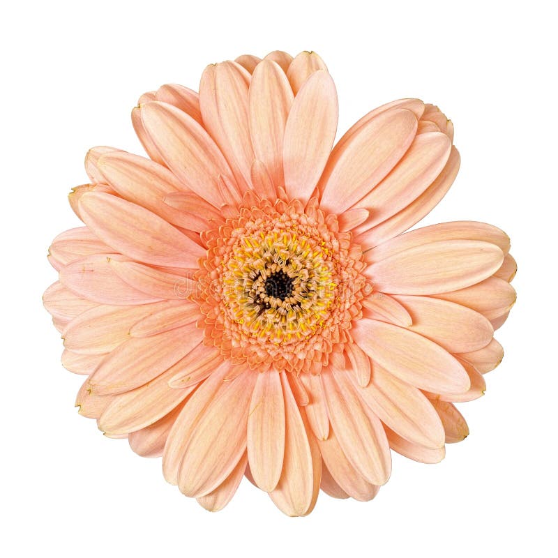 Light Pink Gerbera Flower Isolated Stock Photo Image of flora, white