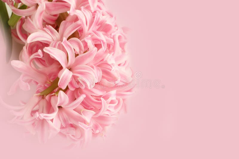 Light Pink Hyacinth Flower on Pink Background. Abstract Picture Stock