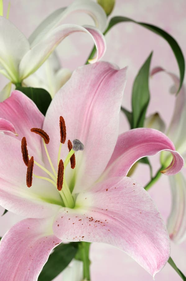 Light pink lilies flowers. stock photo. Image of spring - 273876200