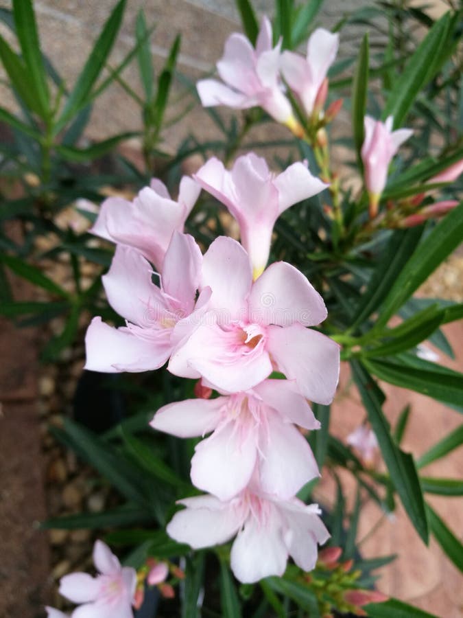 Bunch Of Oleander Or Nerium Oleander Shrub Plants With Fully Open