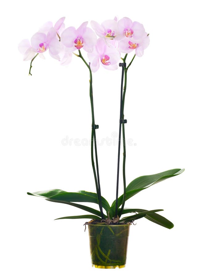 Light pink orchid flowers in pot isolated on white