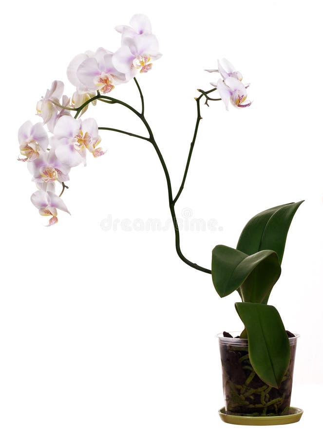 Light orchid flower in pot on white background