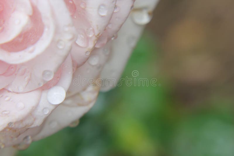 Light pink tulip stock image. Image of flower, leaf 242874761
