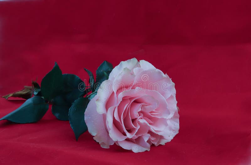 Light pink rose on red velvet